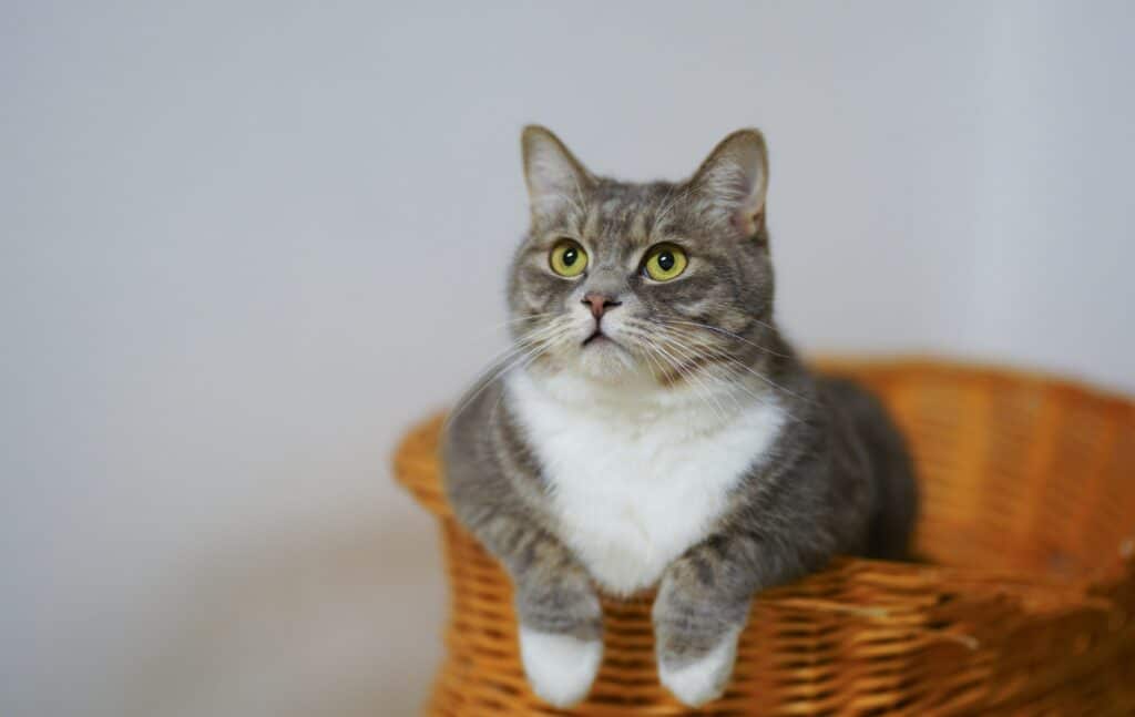 what to know about bringing home a new cat amy-elliot meisel