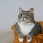 what to know about bringing home a new cat amy-elliot meisel