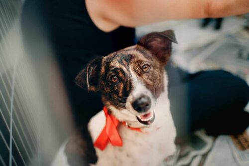 photo of rescue dog looking at the camera