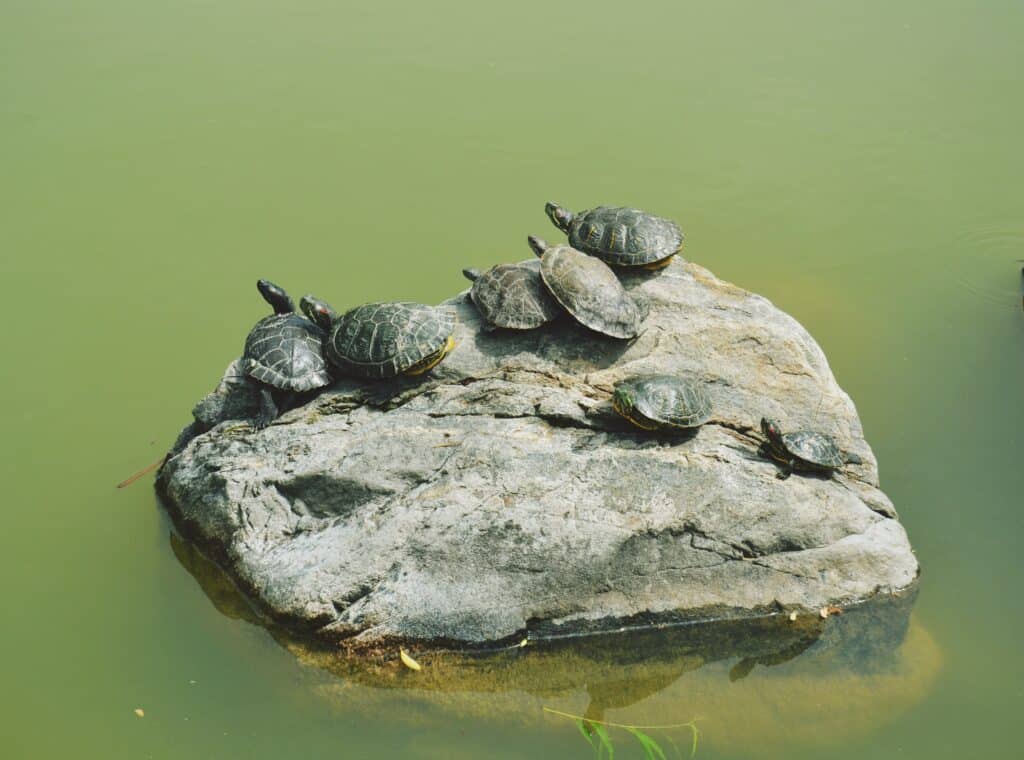 turtles on a rock in the sea