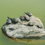 turtles on a rock in the sea