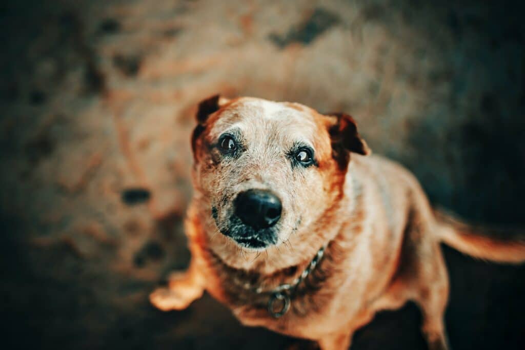 senior dog