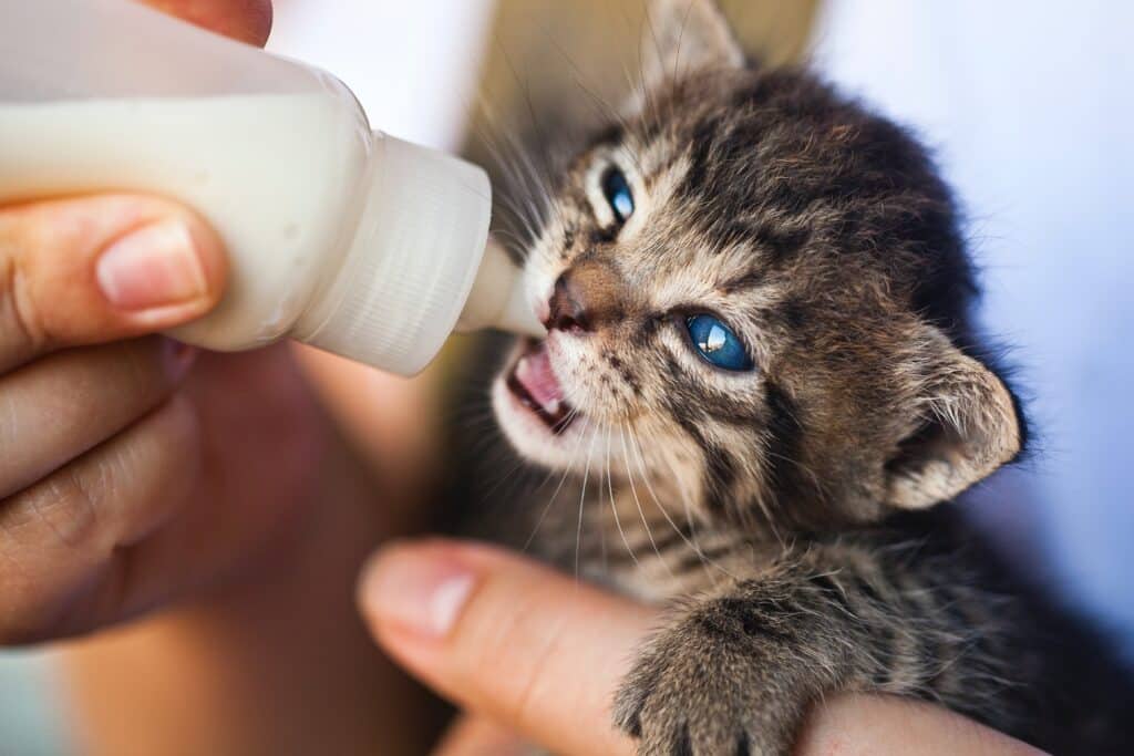 person bottle feeding a kitten