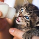person bottle feeding a kitten